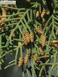 Mediterranean cypress
